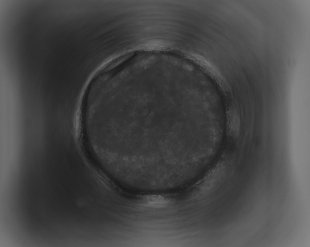 X0000100890392200807151101