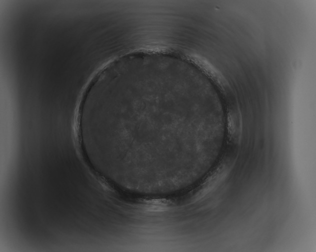 X0000100890396200807151101