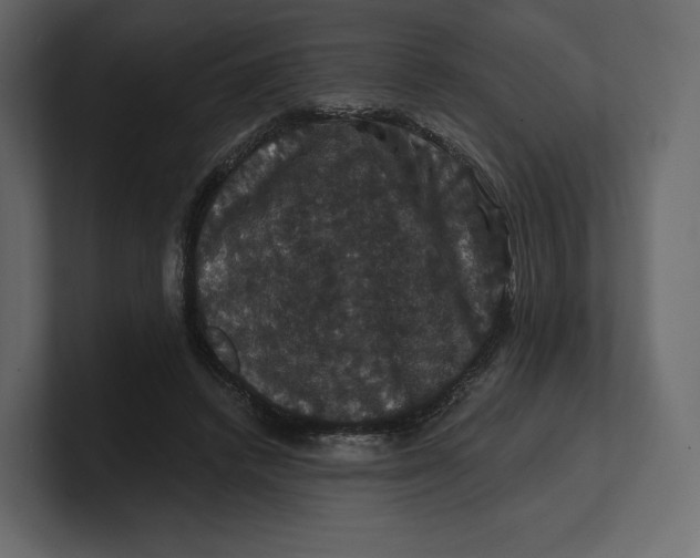 X0000100890448200807151100