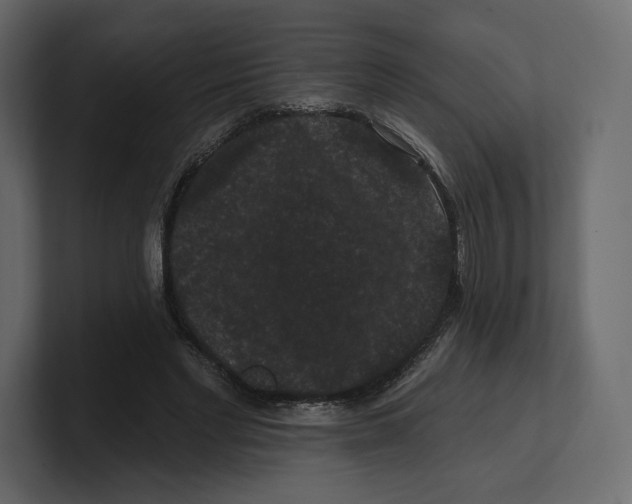 X0000100890493200807151100