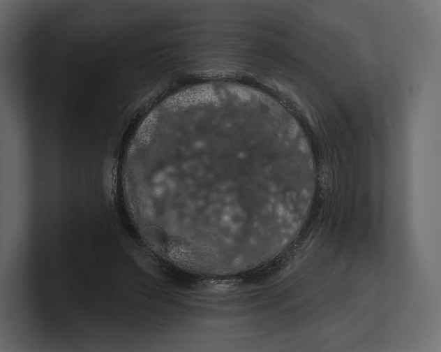 X0000100890495200807151100