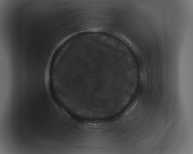 X0000100890532200807151059