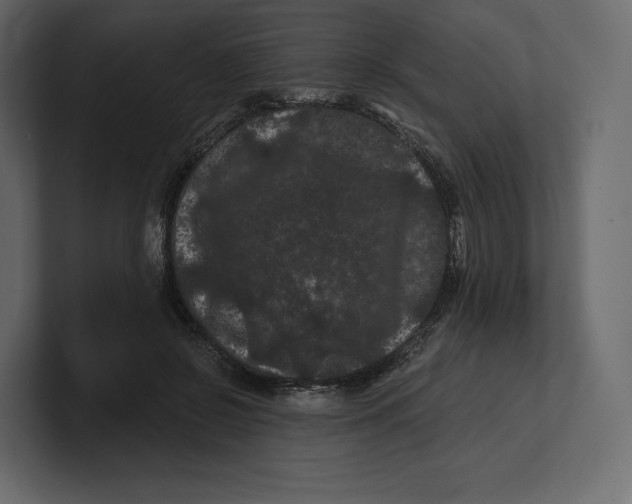 X0000100890550200807151059