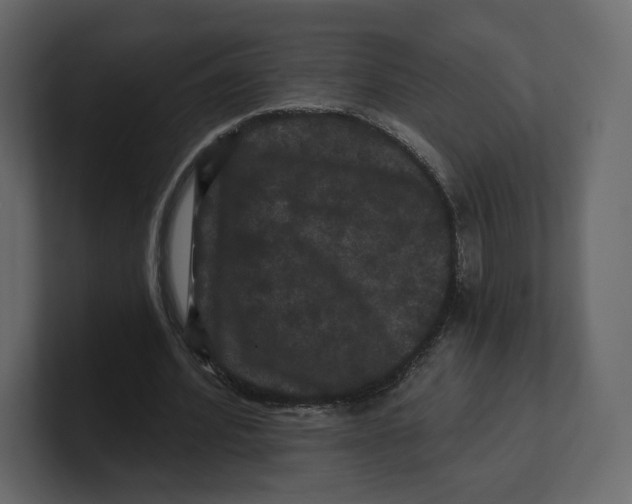 X0000100890580200807151059