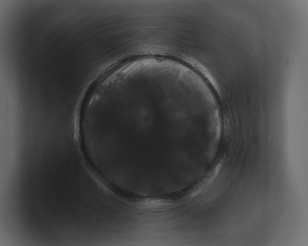 X0000100890581200807151059