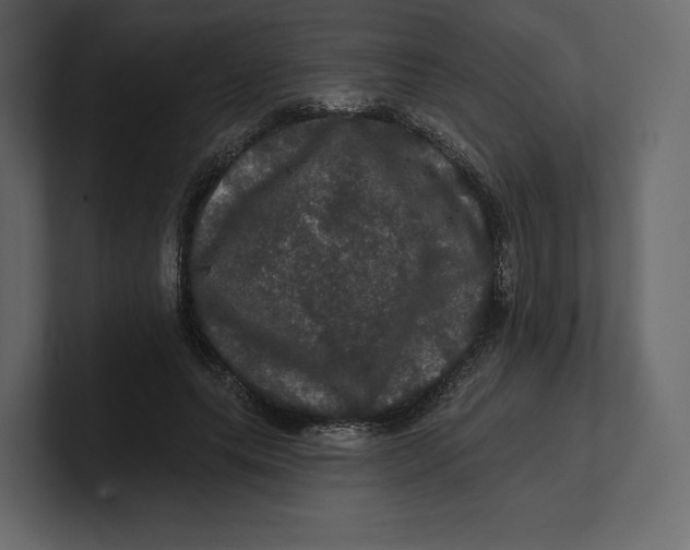 X0000100890639200807151058