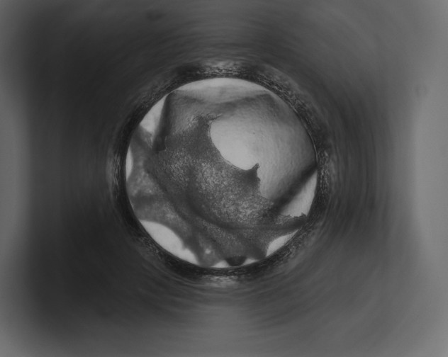 X0000100890649200807151058