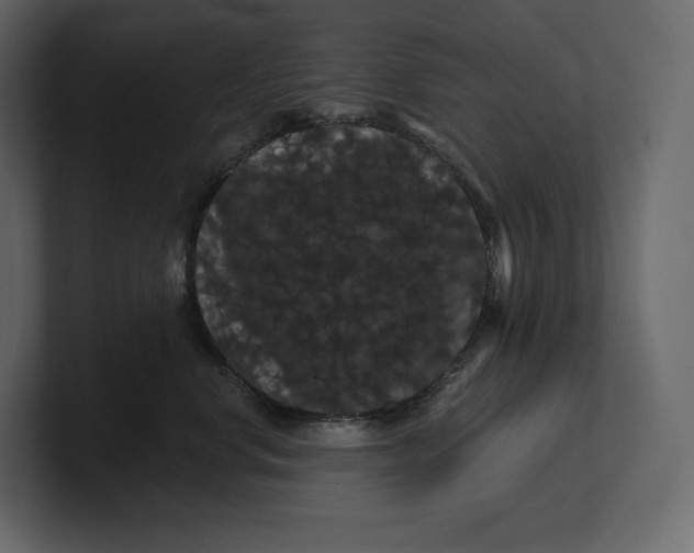 X0000100890668200807151058