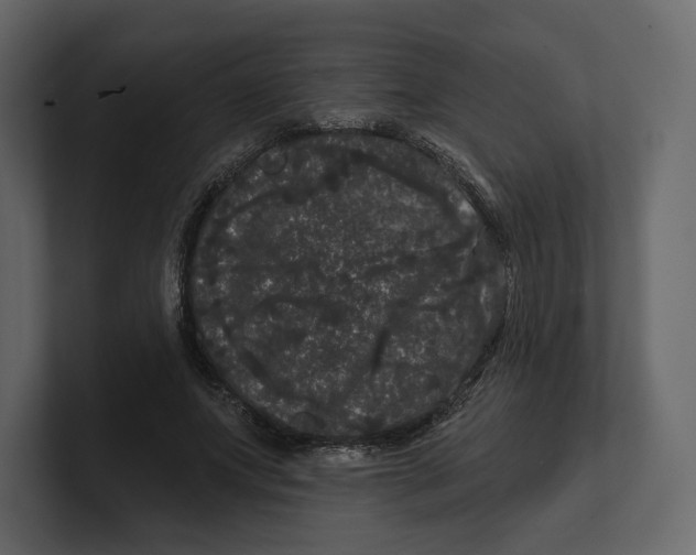 X0000100890687200807151057