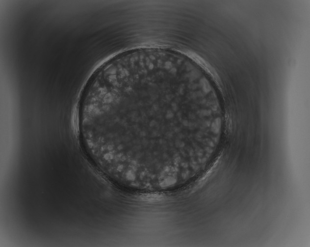 X0000100890838200807151055