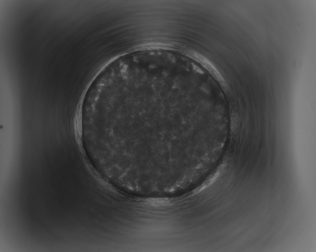 X0000100890844200807151055