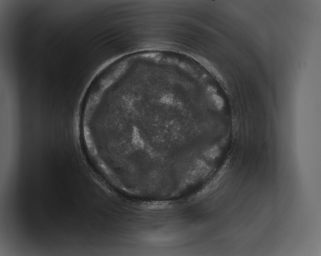 X0000100890846200807151055