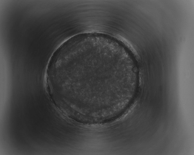 X0000100890876200807151055