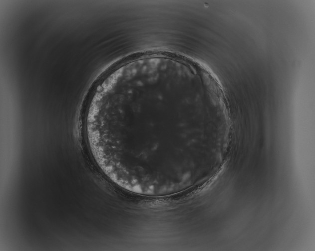 X0000100890879200807151055