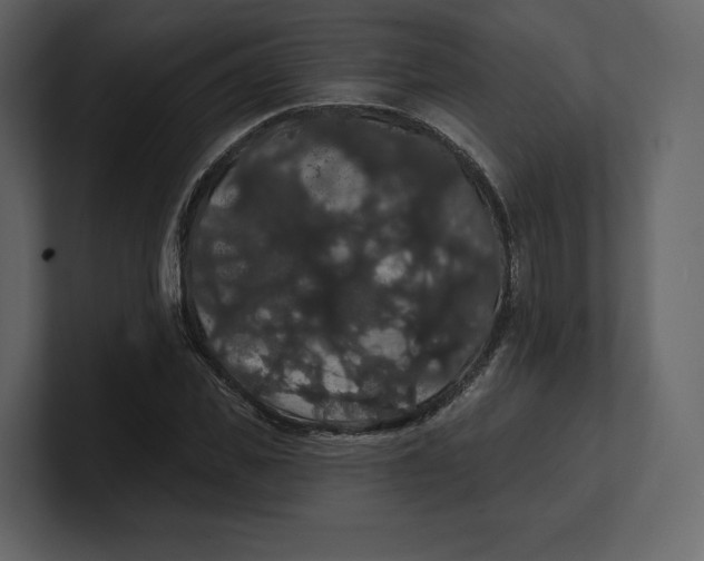 X0000100890925200807151054