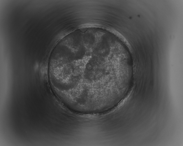 X0000100890937200807151054