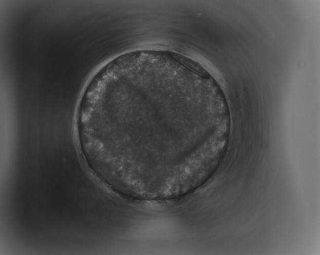 X0000100890960200807151054