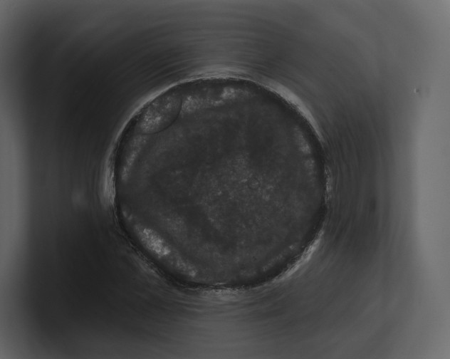 X0000100890973200807151053