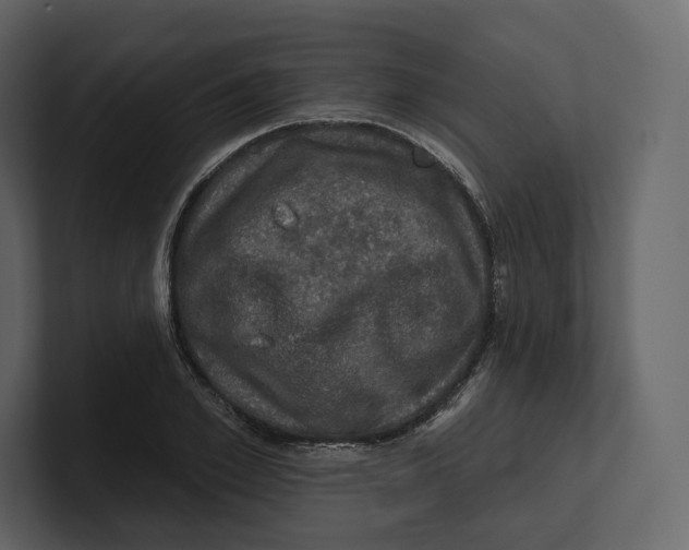 X0000100890981200807151053