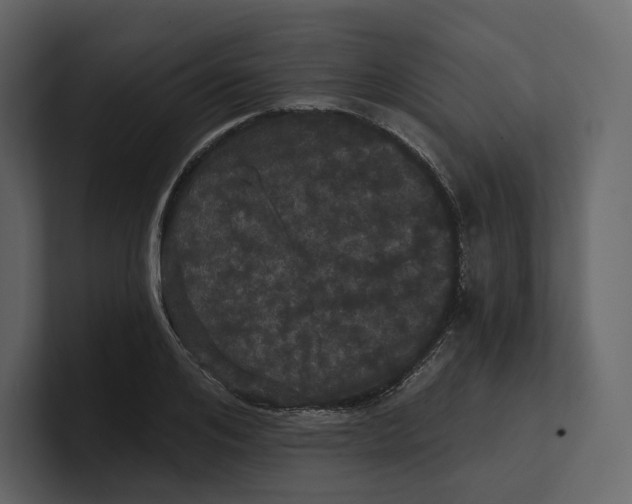 X0000100890984200807151053