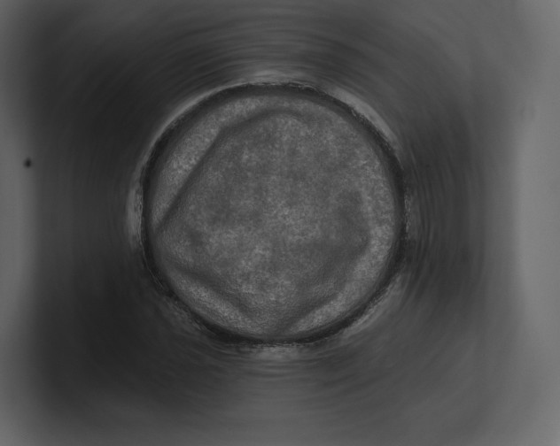 X0000100891021200807151053