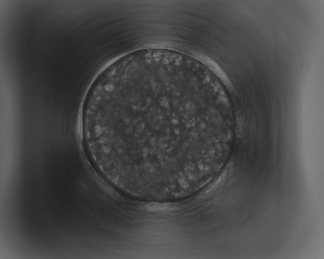 X0000100891036200807151053