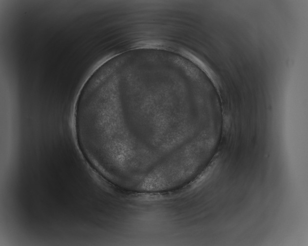 X0000100891050200807151053