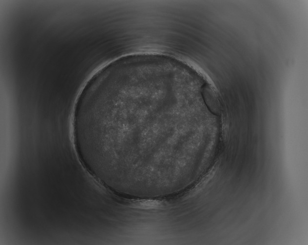 X0000100891085200807151052