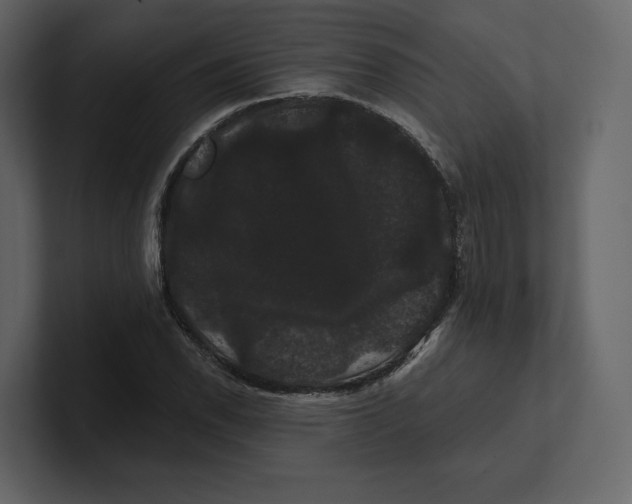 X0000100891118200807151051