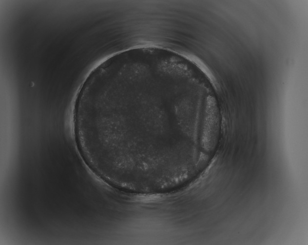 X0000100891143200807151052