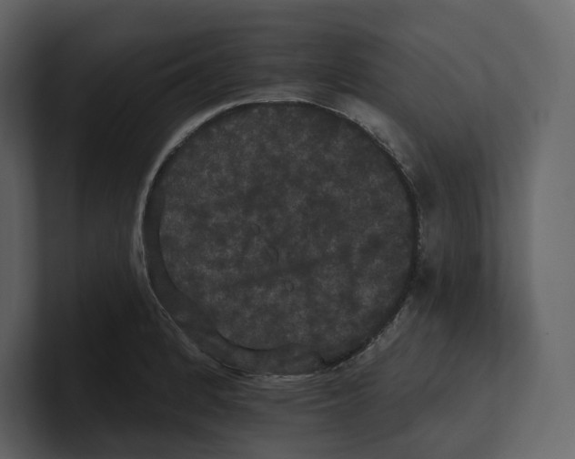 X0000100891184200807151051