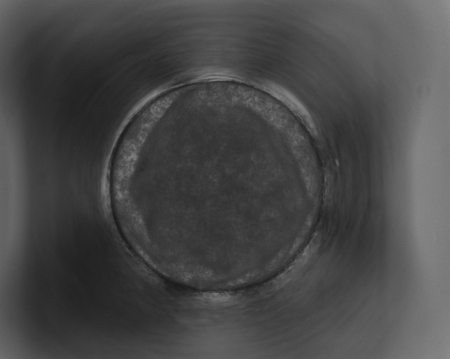 X0000100891190200807151051