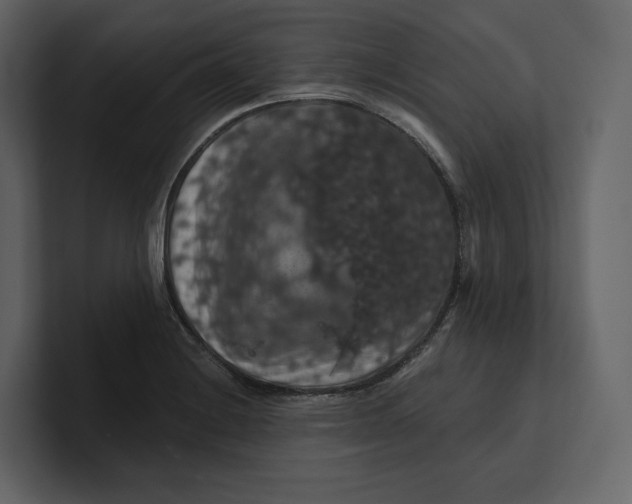 X0000100891228200807151050