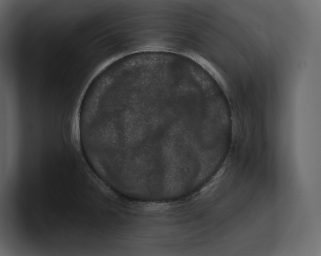 X0000100891238200807151050