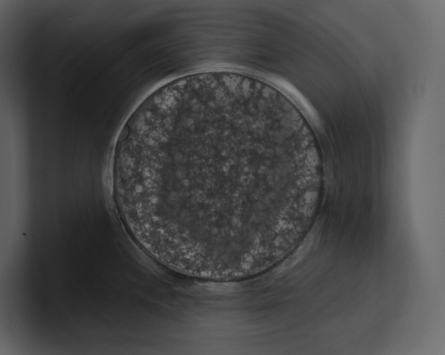 X0000100891244200807151050