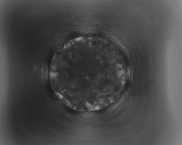 X0000100891251200807151050