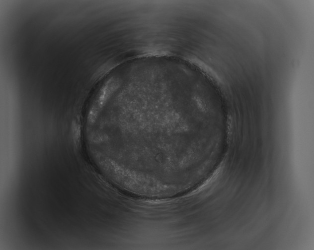 X0000100891257200807151050