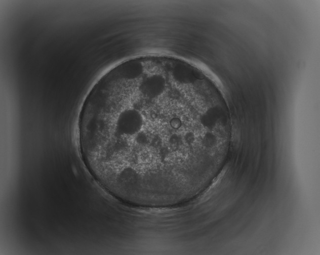 X0000100891287200807151049