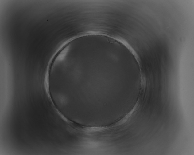 X0000100891294200807151049