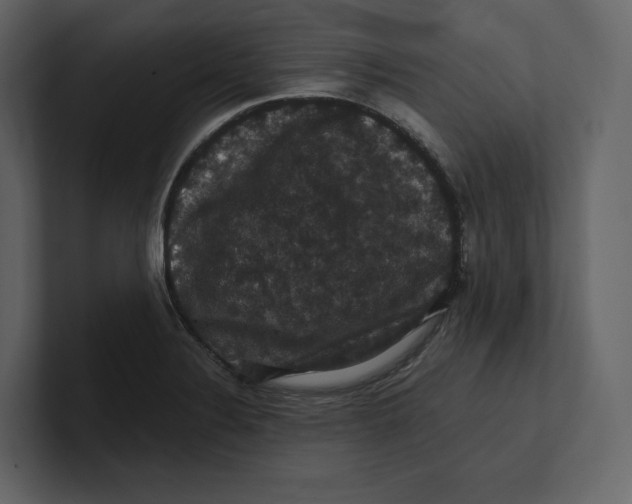 X0000100891324200807151049