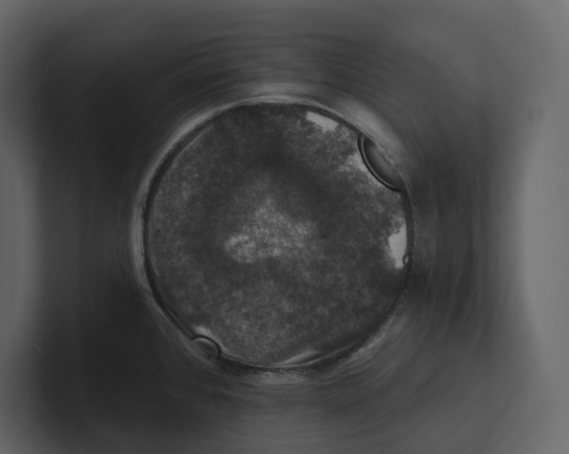 X0000100891384200807151048