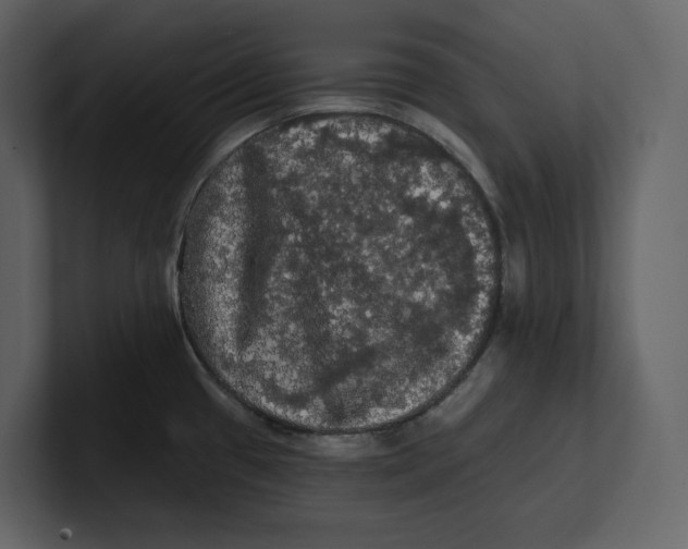 X0000100891433200807151048