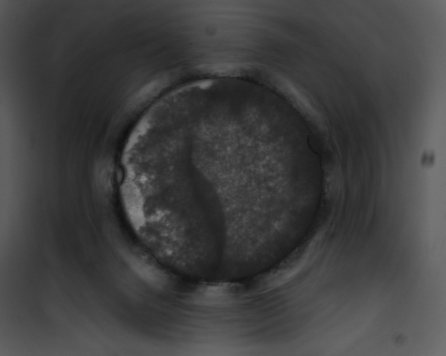 X0000100890072200807221001