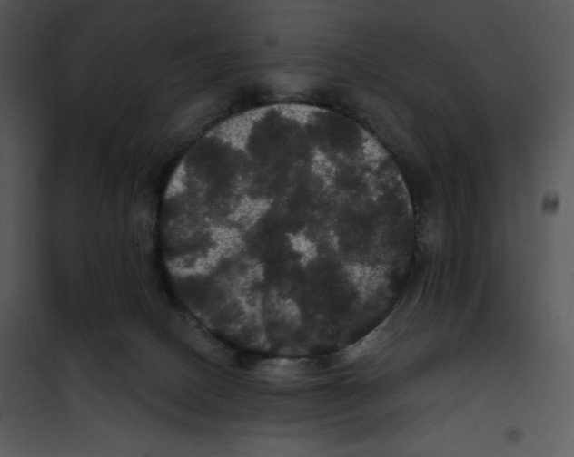 X0000100890082200807221001