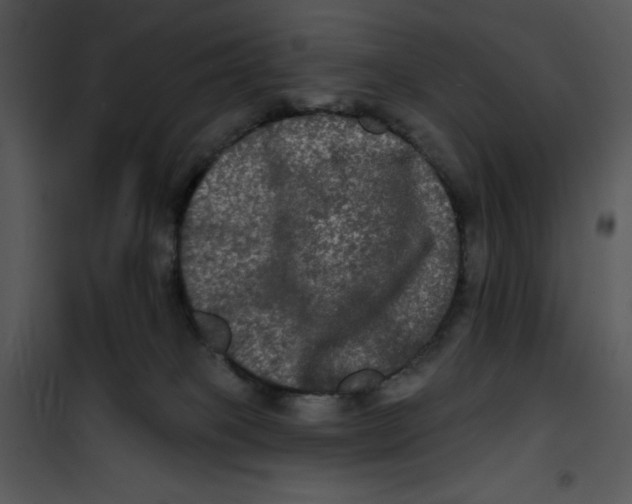 X0000100890085200807221001