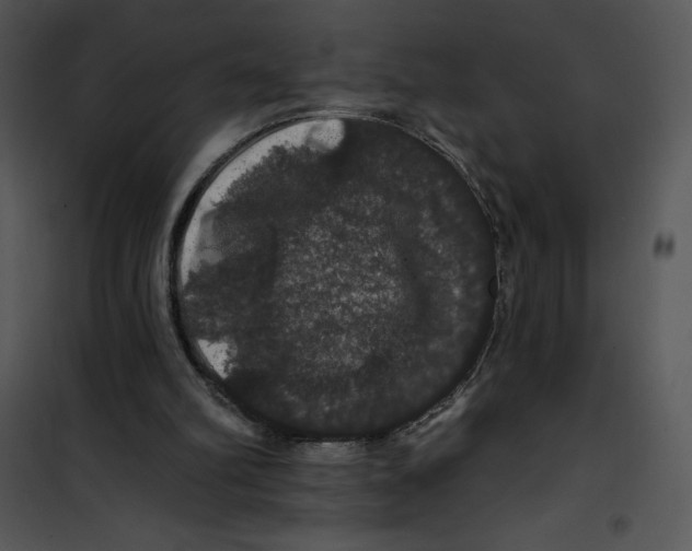 X0000100890102200807221001