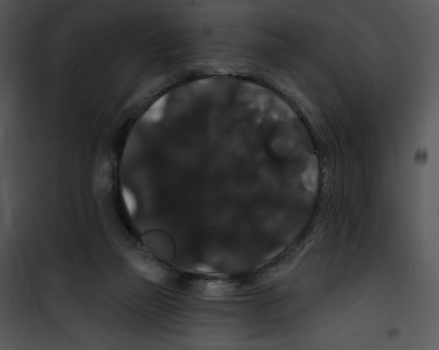 X0000100890165200807220959