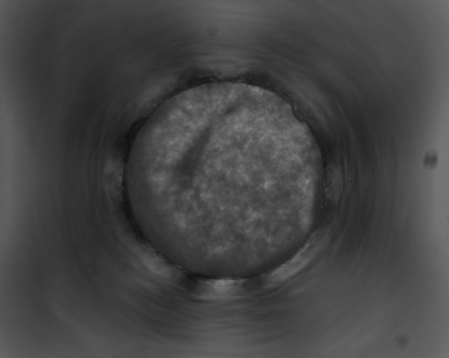 X0000100890184200807221000