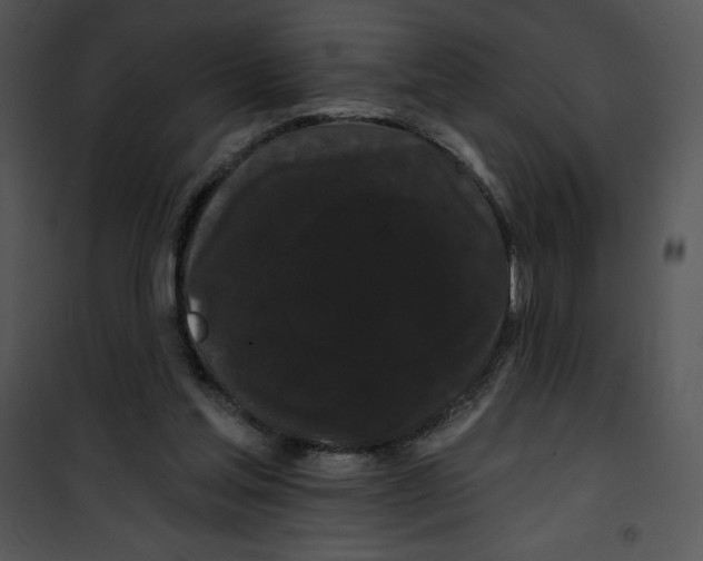 X0000100890205200807220959