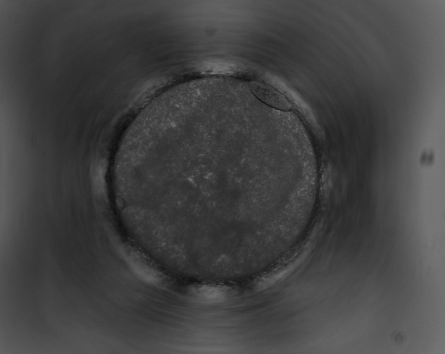 X0000100890209200807220959